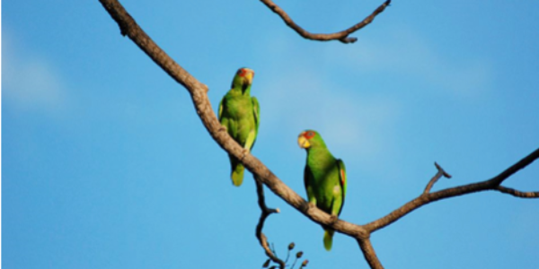 Nature Reserve Birds