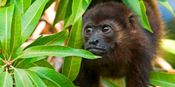 Nature Reserve Monkey