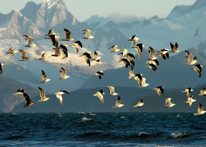 PN De Agostini Tierra del Fuego, Chile