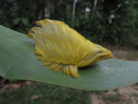 Posada Amazonas