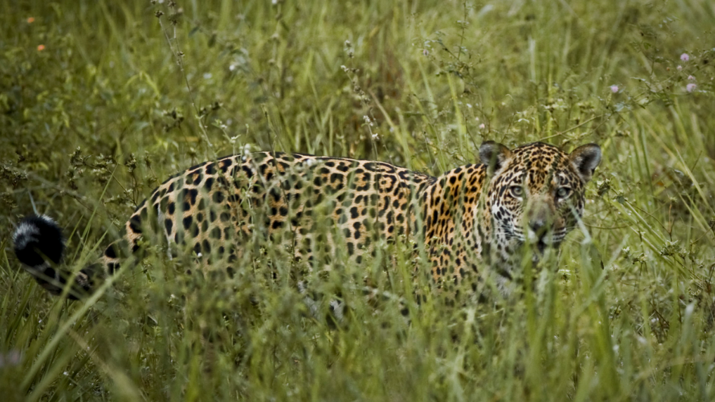 Pantanal Jaguar - Worldwide Holidays